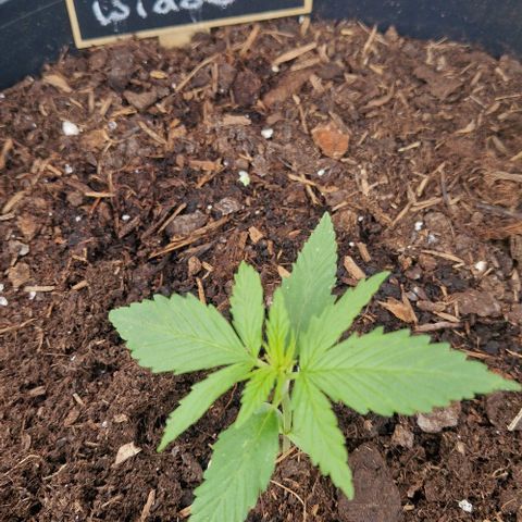 White Widow Automatic growlog timeline photo