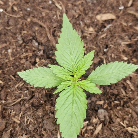Cream Caramel Auto growlog timeline photo