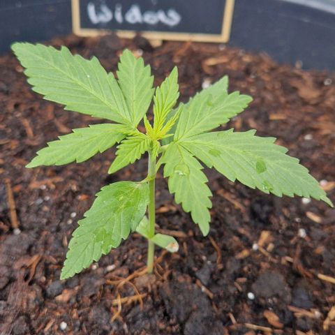 White Widow Automatic growlog timeline photo