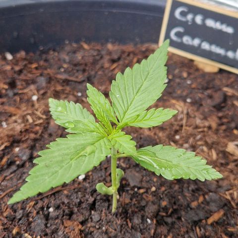 Cream Caramel Auto growlog timeline photo