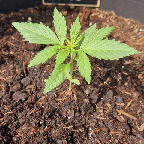 White Widow Automatic growlog timeline photo