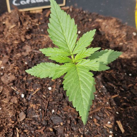 Cream Caramel Auto growlog timeline photo