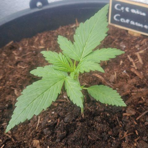 Cream Caramel Auto growlog timeline photo