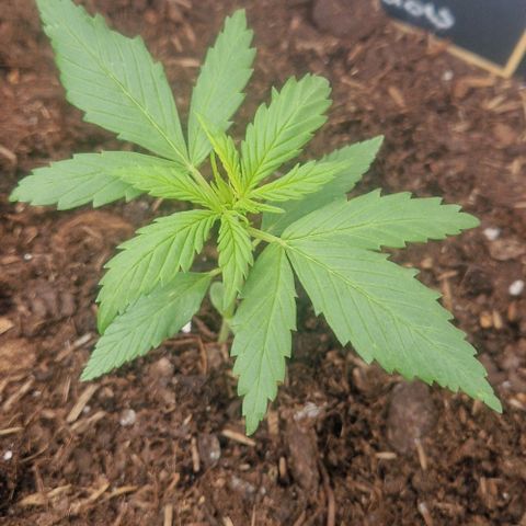 White Widow Automatic growlog timeline photo