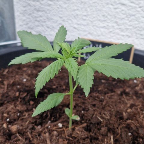 White Widow Automatic growlog timeline photo