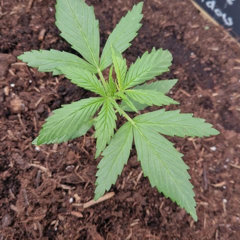 White Widow Automatic growlog timeline photo