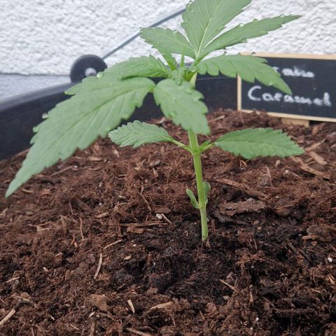 Cream Caramel Auto growlog timeline photo