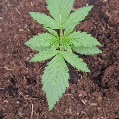 Cream Caramel Auto growlog timeline photo
