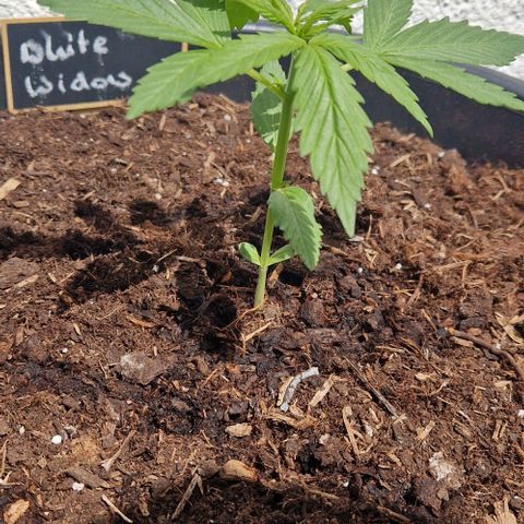 White Widow Automatic growlog timeline photo