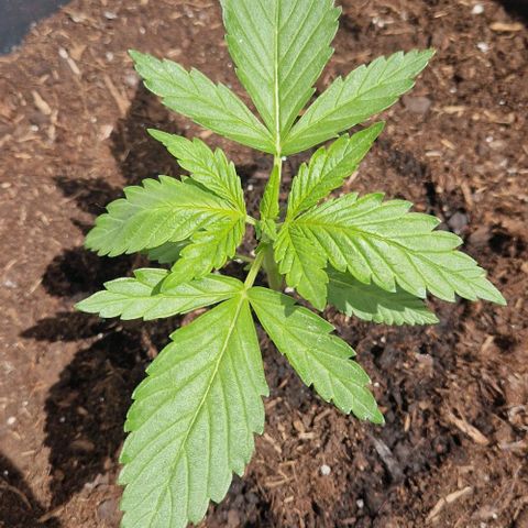 Cream Caramel Auto growlog timeline photo