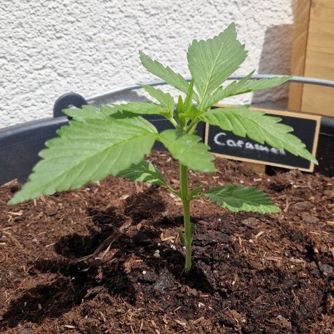 Cream Caramel Auto growlog timeline photo