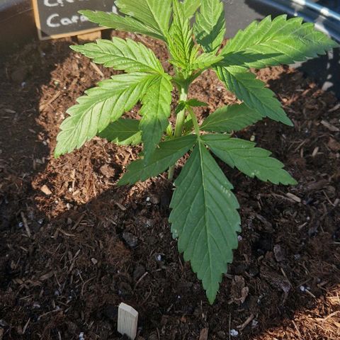 Cream Caramel Auto growlog timeline photo