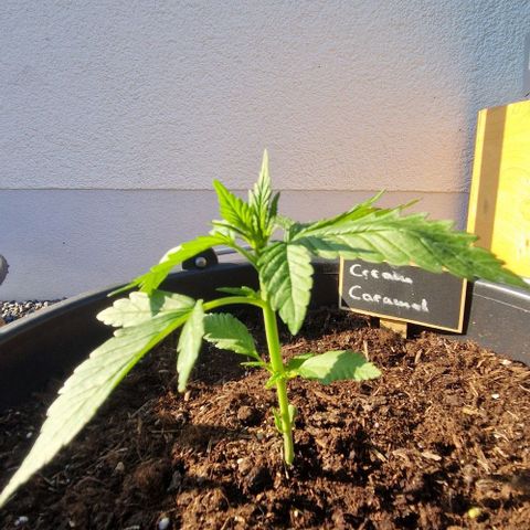 Cream Caramel Auto growlog timeline photo