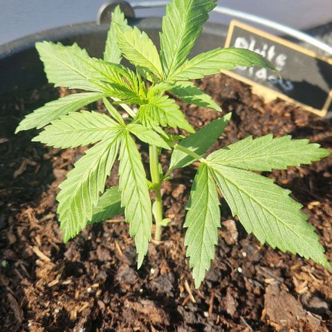 White Widow Automatic growlog timeline photo