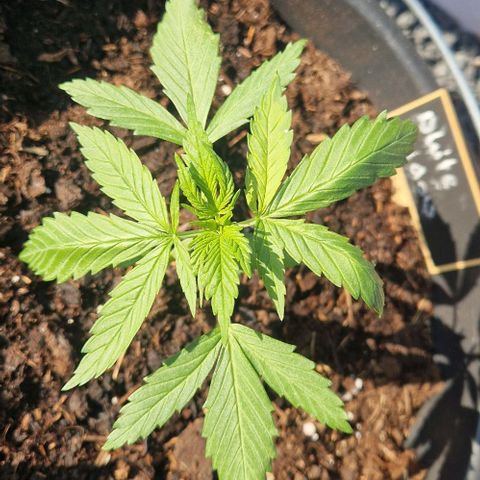 White Widow Automatic growlog timeline photo