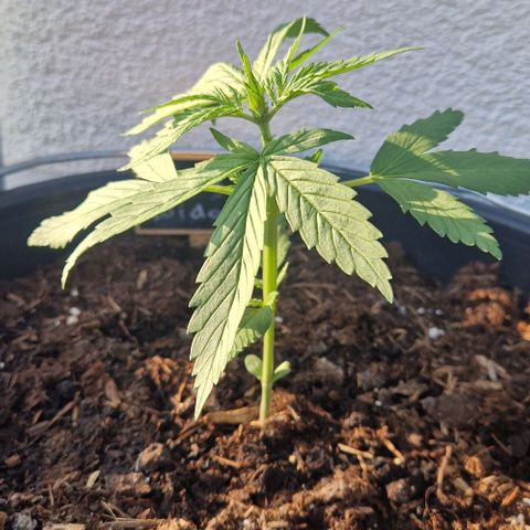 White Widow Automatic growlog timeline photo