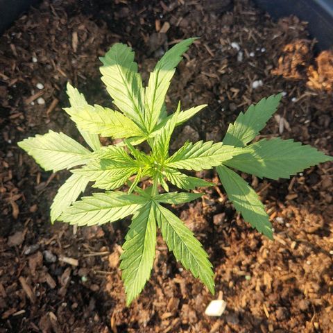 White Widow Automatic growlog timeline photo