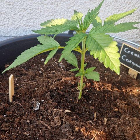 Cream Caramel Auto growlog timeline photo