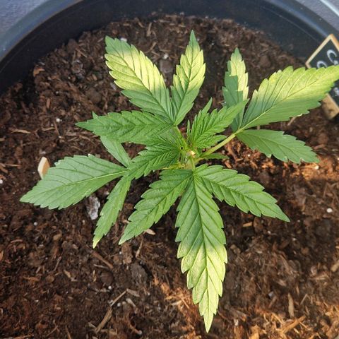 Cream Caramel Auto growlog timeline photo