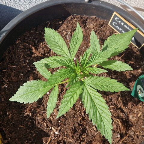 Cream Caramel Auto growlog timeline photo