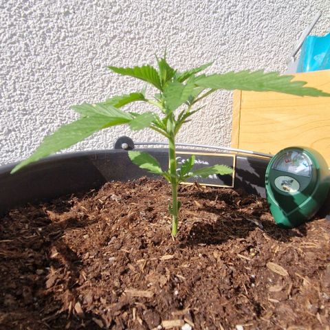 Cream Caramel Auto growlog timeline photo
