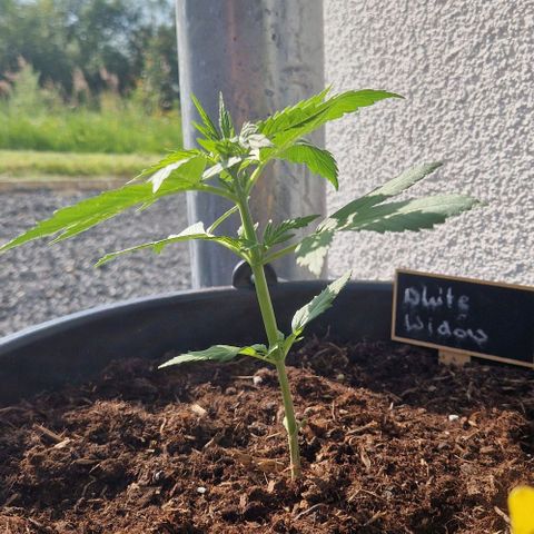 White Widow Automatic growlog timeline photo