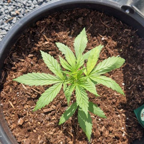 White Widow Automatic growlog timeline photo