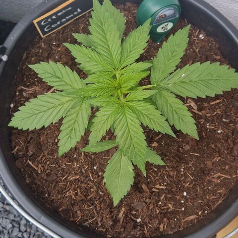 Cream Caramel Auto growlog timeline photo