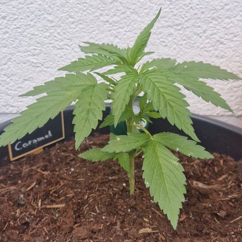 Cream Caramel Auto growlog timeline photo