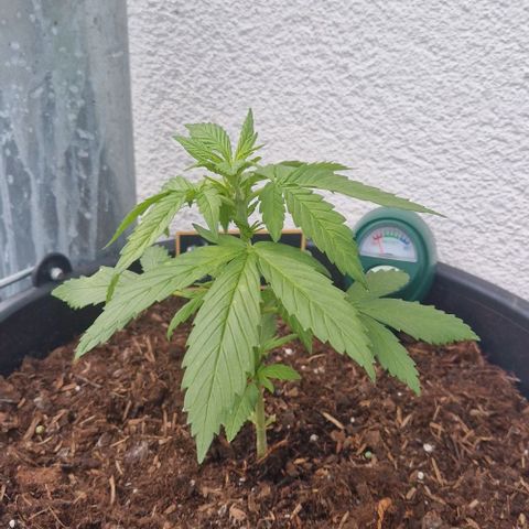 White Widow Automatic growlog photo: Die Pflanze macht mir noch ein wenig Sorgen. 