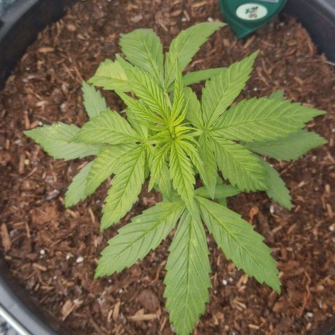 White Widow Automatic growlog photo: Die Pflanze macht mir noch ein wenig Sorgen. 
