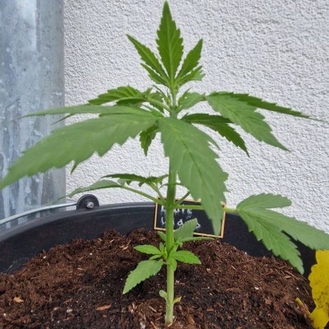 White Widow Automatic growlog timeline photo