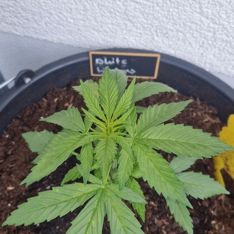 White Widow Automatic growlog timeline photo