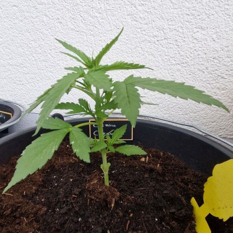 Cream Caramel Auto growlog timeline photo
