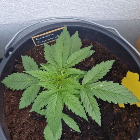 Cream Caramel Auto growlog timeline photo