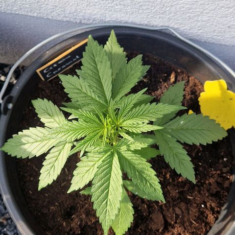 Cream Caramel Auto growlog timeline photo
