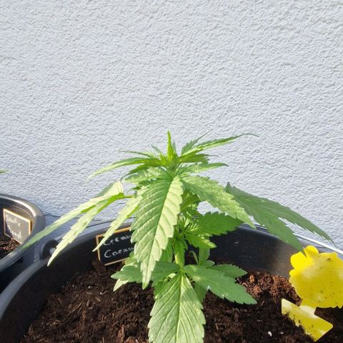 Cream Caramel Auto growlog timeline photo
