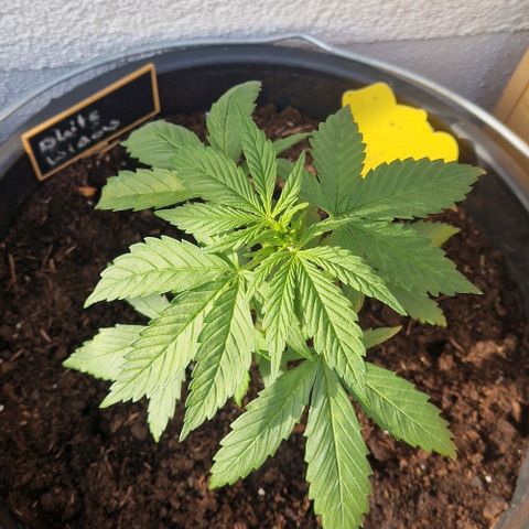 White Widow Automatic growlog timeline photo