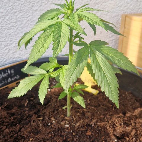 White Widow Automatic growlog timeline photo