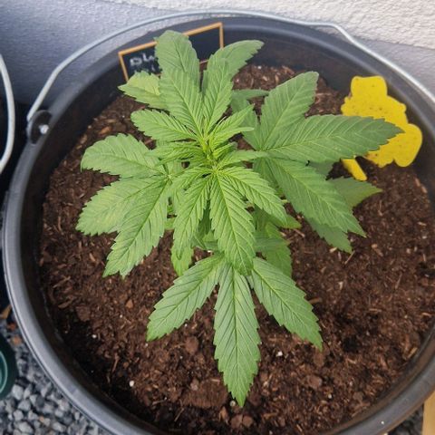 White Widow Automatic growlog timeline photo