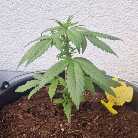 White Widow Automatic growlog timeline photo