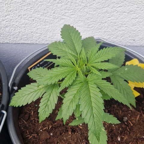 Cream Caramel Auto growlog timeline photo