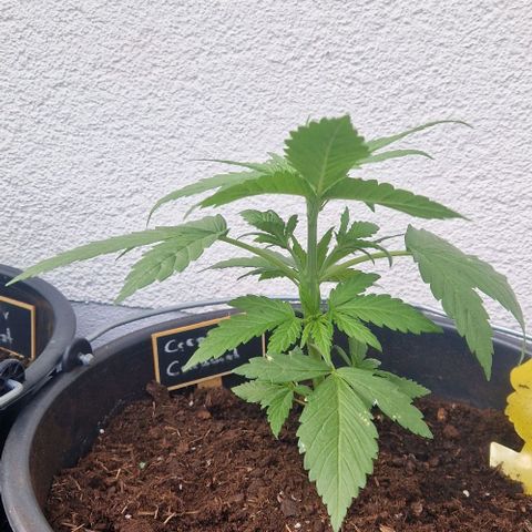 Cream Caramel Auto growlog timeline photo