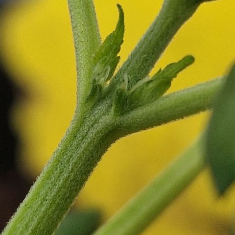 White Widow Automatic growlog photo: Vorblüte