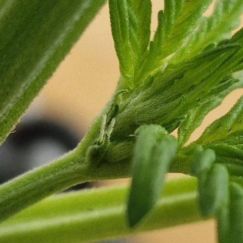 White Widow Automatic growlog photo: Vorblüte