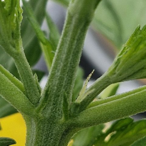 Cream Caramel Auto growlog photo: Vorblüte