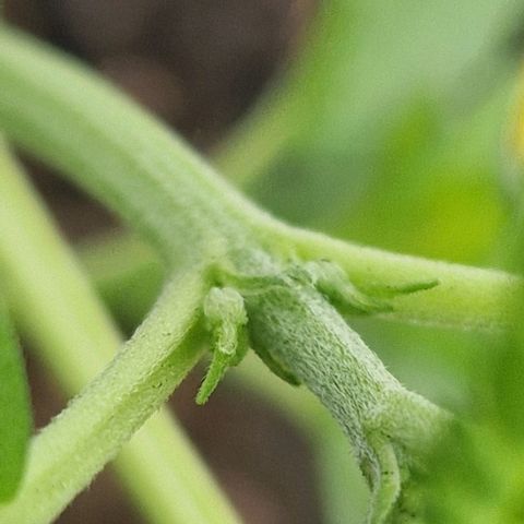 Cream Caramel Auto growlog photo: Vorblüte