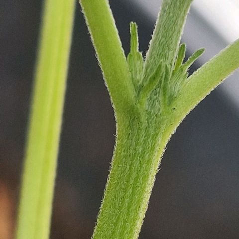 Cream Caramel Auto growlog photo: Vorblüte