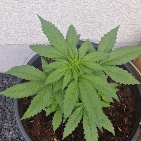 White Widow Automatic growlog timeline photo