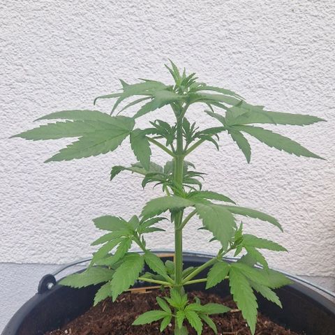White Widow Automatic growlog timeline photo
